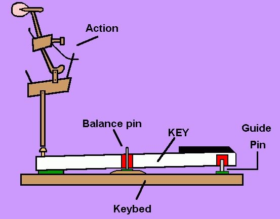 Cross section of a piano key